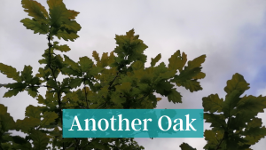 Another Oak - Pause and Ponder along the Pilgrim Path