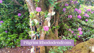 Pilgrim Rhododendrons - Pause and Ponder along the pilgrim path