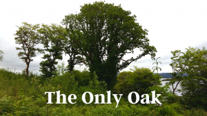 The Only Oak - Lough Derg Pause and Ponder