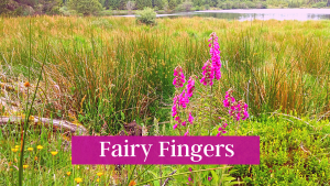 Fairy Fingers - Pause and Ponder along the Lough Derg Pilgrim Path
