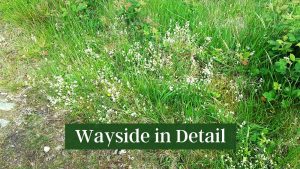 Wayside in Detail - Pause and Ponder along the Pilgrim Path