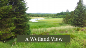 A Wetland View - Pause and Ponder along the Lough Derg Pilgrim Path