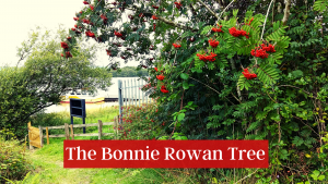 The Bonnie Rowan Tree - Pause and Ponder along the Lough Derg Pilgrim Path