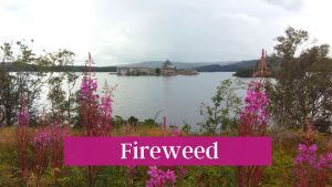 Fireweed - Pause and Ponder reflection along the Pilgrim Path at Lough Derg