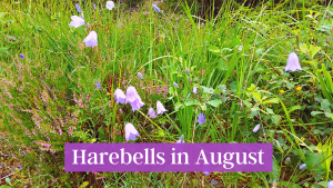 Harebells in August - Pause and Ponder reflection